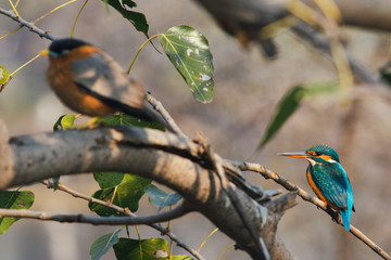 Common kingfisher bird perched on a branch of a tree