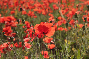 Naklejka premium Natural red poppies of the field with big petals