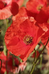 Natural red poppies of the field with big petals