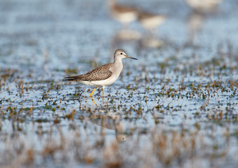 Lesser Yellowlegs (Tringa flavipes) foraging on edge of wetland, Cherry Hill Beach, Nova Scotia, Canada