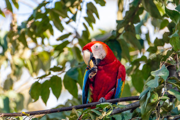 scarlet macaw eating an almond while perched in a tree in costa rica