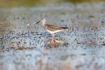 Lesser Yellowlegs (Tringa flavipes) foraging on edge of wetland, Cherry Hill Beach, Nova Scotia, Canada
