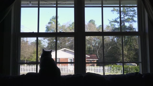 Cat sitting on window sill silhouetted on sunny day