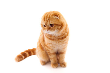 Naklejka premium Scottish fold-eared red cat, in full growth, isolated on a white background. Concept photo for advertising cat food, or veterinary clinic.