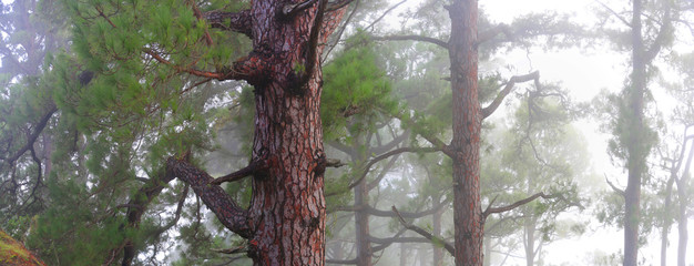 Kanarische Kiefer (Pinus canariensis) Kiefernwald, Insel La Palma, Kanaren, Spanien, Europa,...