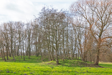 Fototapeta na wymiar Eine Baumgruppe im winterlichen Schillig in Niedersachsen, Ostfriesland, Deutschland, Europa