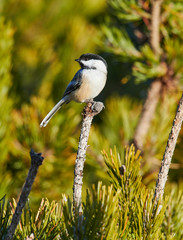 Black-capped Chickadee (Poecile atricapillus), Cherry Hill, Nova Scotia, Canada,