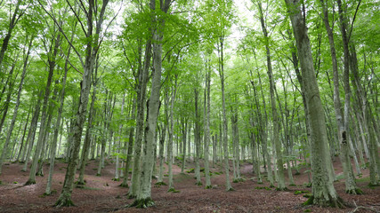 Gray trees on brown ground