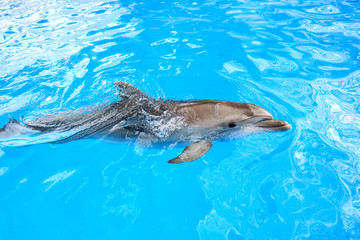 happy smiling bottlenose dolphin playing in blue water in sea