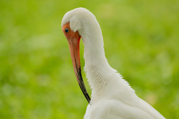 Ibis
