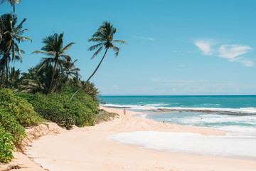 View of a sandy beach with palm trees, Sri Lanka