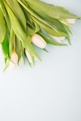 Obraz na płótnie Canvas Tender, white tulips on a gray-blue background