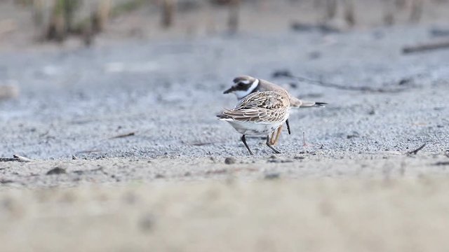 The dunlin (Calidris alpina) is a small wader. 
