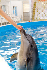 happy smiling bottlenose dolphin in blue water playing with woman. Dolphin Assisted Therapy
