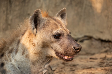 Hyena