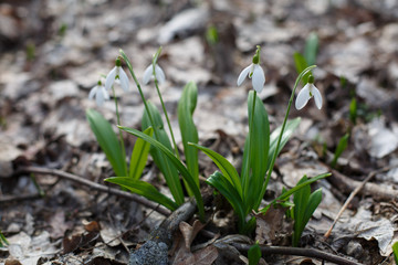 Close-up of snowdrops. Little white Wild flowers snowdrops in spring forest  with copy space for text.  top view. save nature and environment concept, spring outdoors