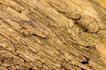 Rough textured and weathered surface of old tree