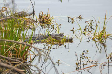 Alligators at Huntington Beach State Park, Murrells Inlet, SC