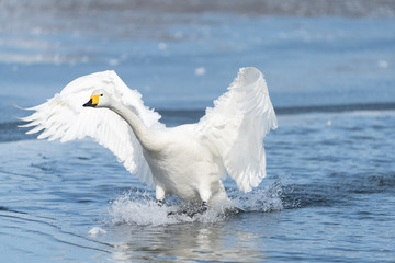 Whooper swan © Mike