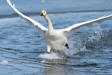 Whooper swan