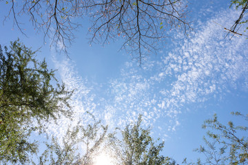 View from below blue sky and clouds with tree on the side of image.