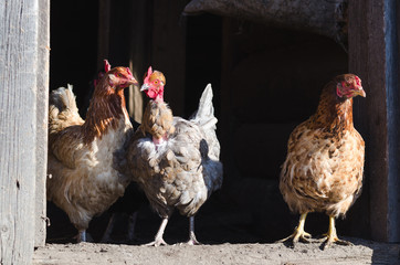 Red and gray chicken on the doorstep in the barn