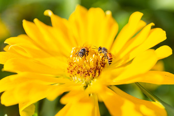 Macro flower and beautiful sunlight in park