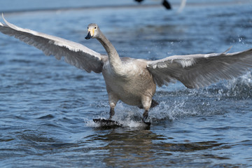 Whooper swan