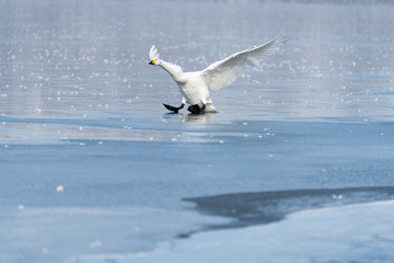 Whooper swan