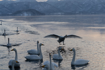 Whooper swan