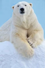 Wandaufkleber Eisbär im Schnee © elizalebedewa