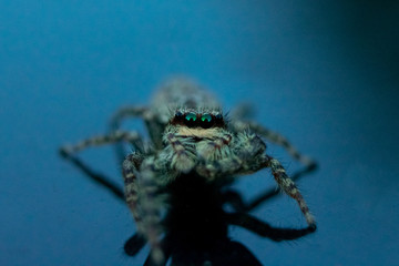 Macro photography close-up photo of spider looking into camera at the Veluwe, the Netherlands. 