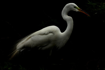 Egret