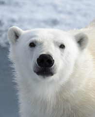 Obraz na płótnie Canvas Polar bear's (Ursus maritimus) head close up