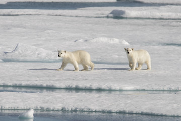 Wild polar bear  cubs on the pack ice