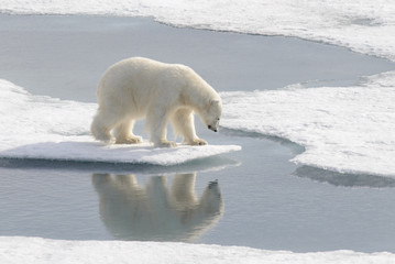 Wild polar bear on pack ice in Arctic © Alexey Seafarer