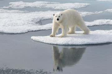 Wild polar bear on pack ice in Arctic © Alexey Seafarer