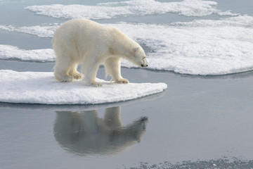 Wild polar bear on pack ice in Arctic