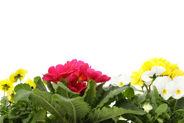 Primroses and pansies isolated on white background, close up