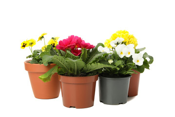 Primroses and pansies in pots isolated on white background