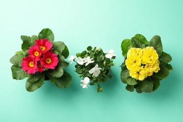 Pansies and primroses in pots on mint background, top view