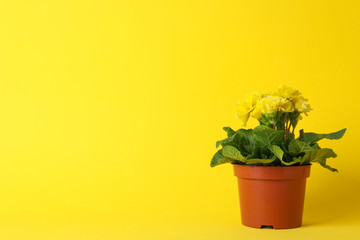 Primrose in pot on yellow background, space for text