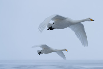 Whooper swan