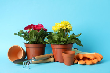 Flowers in pots and gardening tools on blue background, space for text