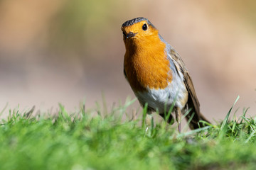 Erithacus rubecula (European robin) perched in the grass looking for food.