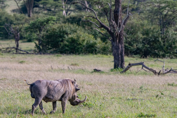 large male warthog standing in the Masai Mara