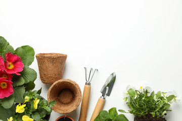 Flowers and gardening tools on white background, top view
