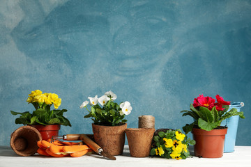Flowers and gardening tools against blue background, space for text