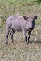 Young warthog