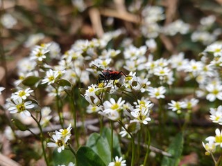 Fleurs blanches dans les bois.